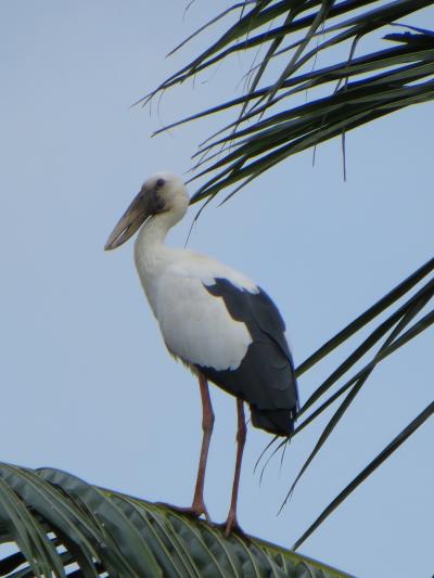 スリランカで身近に見ることの出来る野鳥たち