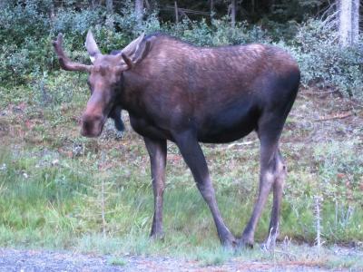 カナディアン・ロッキー＆バッドランド（7/全8）： スプレー谷, トンネル山, バーミリオン湖
