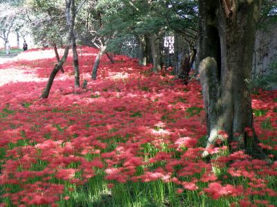 川東公園の彼岸花