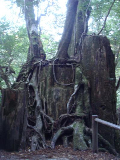 鹿児島県　屋久島＝紀元杉編（樹齢3000年）