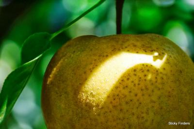 金田果樹園~烏山落石観光やな~龍門の滝~大谷資料館