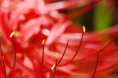 常楽寺(録事尊)~城山公園~八幡山公園