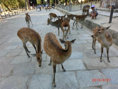 奈良公園へドライブ