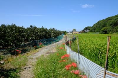 青空と彼岸花と、山の辺の道（天理～柳本）