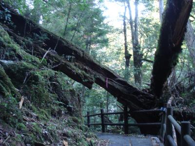 鹿児島県　屋久島＝ヤクスギランド編