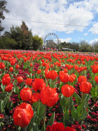 ★★ Canberra Floriade 2013 - キャンベラ フロリアード (フラワーフェスティバル) ★★ 