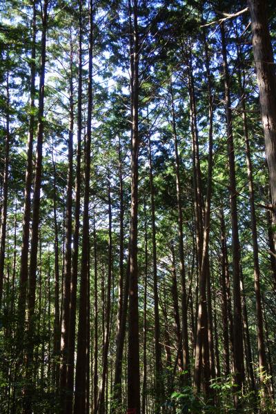 聖域の道♪熊野古道(1)ウォーキングツアー