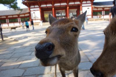 アイラブ仏像めぐり　大人の奈良遠足