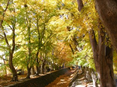 紅葉を楽しむ、富士五湖の旅（塩山恵林寺・河口湖紅葉回廊）