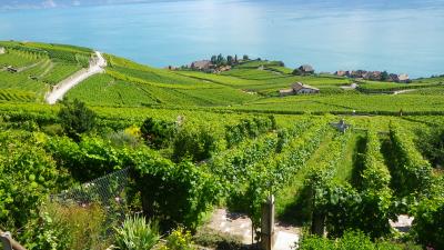 ２０１３年スイス（１０）　よぉしっ、歩くぞぉ！！ ～ Lavaux