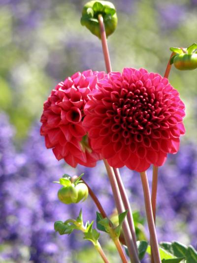 兵庫県立フラワーセンターの花咲く秋のいろどりフェア