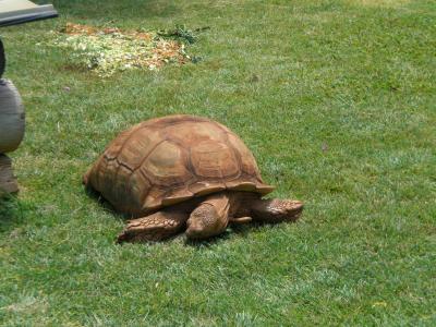 ハワイ② ~街歩きとホノルル動物園~