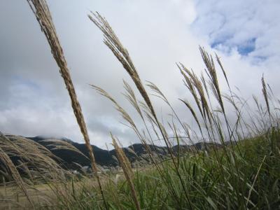 初秋の箱根　仙石高原のすすきを見に