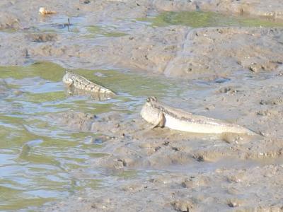 マレーシア　ボルネオ島　サバ州の旅　７日目