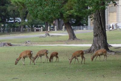 アイラブ仏像めぐり　初秋　奈良の旅　新薬師寺、白毫寺、十輪院、東大寺