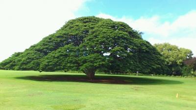 リムジンでオアフ島観光☆日立の木