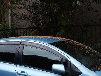 金木犀の花弁が車の屋根に積もる風景