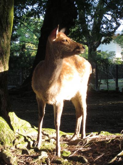 サイクリングでブラブラ～奈良ひとり旅①