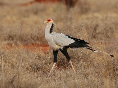 ツァボ国立公園周辺に関する旅行記 ブログ フォートラベル ケニア Tsavo National Park