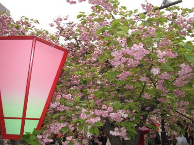 2013年　桜の通り抜け