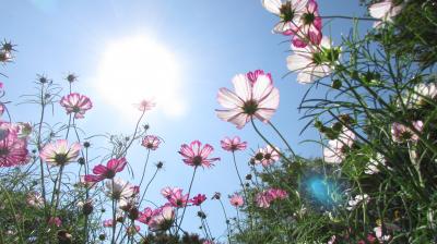 コスモスか、それともピクニックランチか♪昭和記念公園コスモス・オフ会