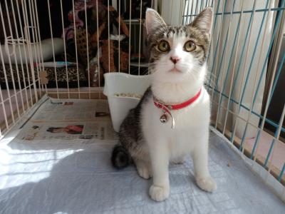 迷える子猫のその後の運命は …？