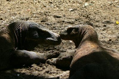 コモド島紀行2009②