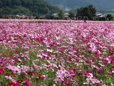 藤原京跡に咲き誇る数百万本のコスモス。今年のコスモスは見応えがありました。