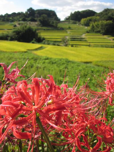 サイクリングでブラブラ～奈良ひとり旅～②