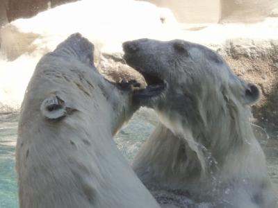 2013年09月 ある日の日本平動物園
