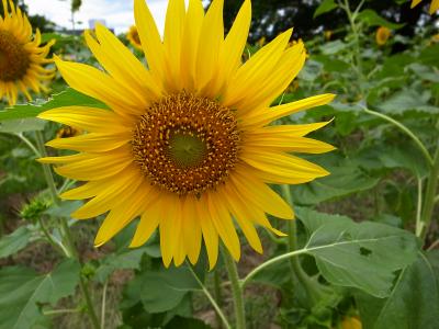 万博公園は花で綺麗な夏でした。