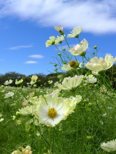 ２０１３年コスモス咲く昭和記念公園