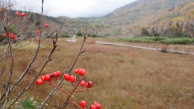 栂池自然園のお散歩。紅葉のピークは過ぎていましたが，それでも楽しめました。