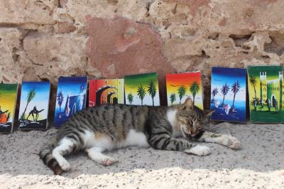 魅惑のモロッコ・個人手配で行ってみる♪NO.10　フォトジェニックなエッサウィラ猫物語