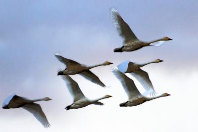 10月6日 瓢湖に白鳥が来ました。その白鳥に会いに。そして 元気になる温泉と身体に優しい食べ物を求めて！