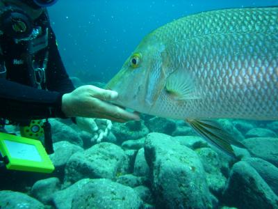 伊豆大島　ケンボーダイビング