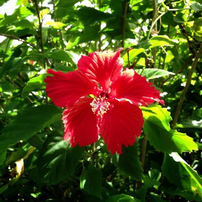 石垣島でグルメとショッピングを楽しむ女子旅