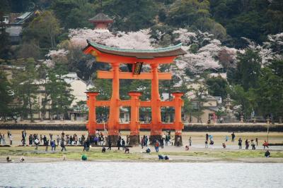 厳島神社と桜