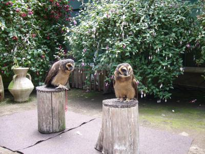 山梨旅行記　富士花鳥園と天然記念物忍野八海①