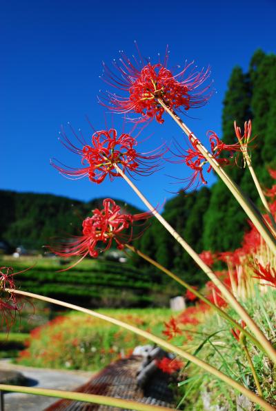 旧星野村の棚田と彼岸花