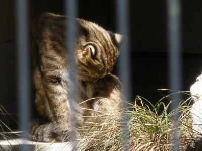 ★福岡県★市内で麺類を満喫し、動物園で◎ツシマ山猫◎を観察して来ました