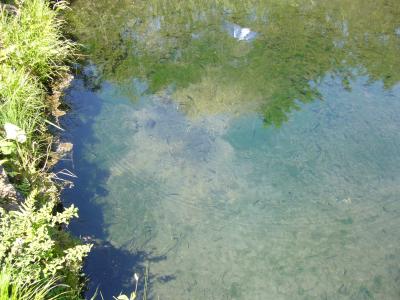 山梨旅行記～富士花鳥園と天然記念物忍野八海②