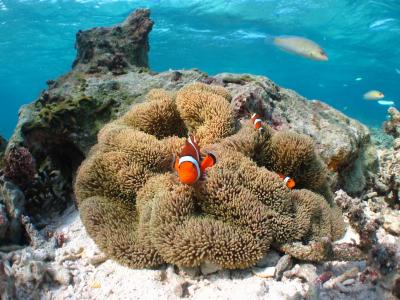 沖縄本島中部2013●食べたもの＋α（シュノ-ケル）編●