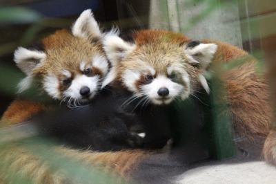 秋のレッサーパンダ詣で赤ちゃんに会いに埼玉こども動物自然公園にじっくりと（３）ひとなっつこいナツちゃんの赤ちゃんズ＆双子のお姉さんである私のお気に入りのハナビちゃん