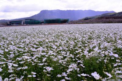 三光村コスモス園