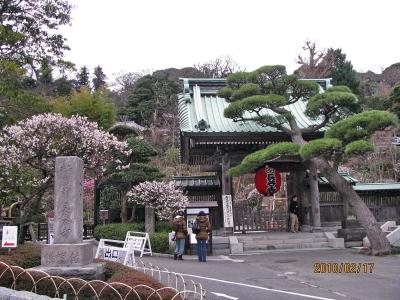 鎌倉の観梅