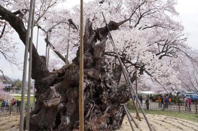 2013.3 山梨～山高神代桜～