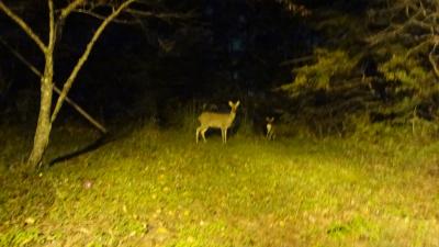 世界遺産は見られず・・しかし・・・。