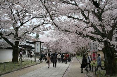 201004_04-桜を見に奈良・京都へ-Cherryblossom in Kyoto