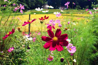 薬師温泉旅籠に宿泊♪　２日目☆立ち寄り草津温泉＆夜の四万温泉